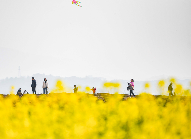 Visual Chongqing | Flying Kites near Rapeseed Flower Field