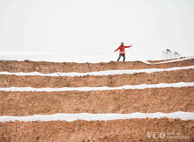 Visual Chongqing | Planting Vegetable Cover