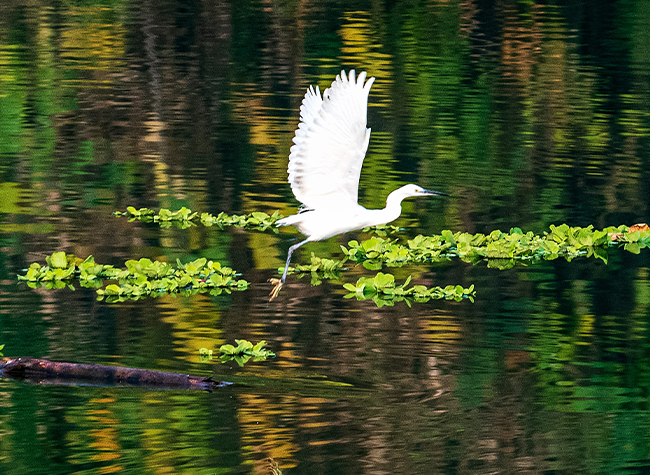 Visual Chongqing | Elegant Egret