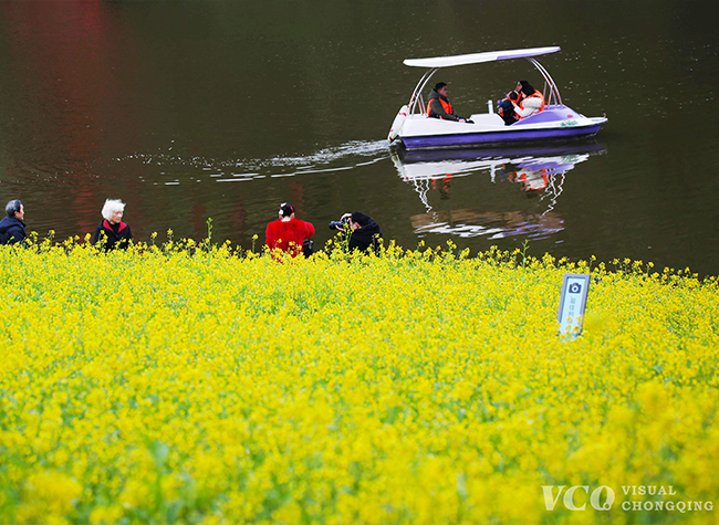 Visual Chongqing | Sea of Rapeseed Flowers