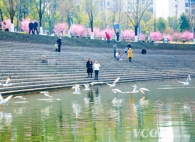 Visual Chongqing | Red-billed Gulls Dancing in Spring