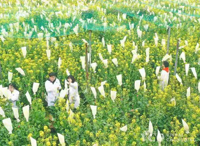 Visual Chongqing | Bagging Rapeseed Flowers