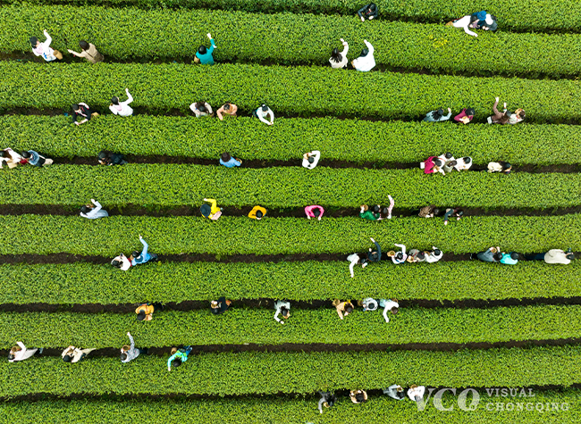 Visual Chongqing | Picking Green Tea