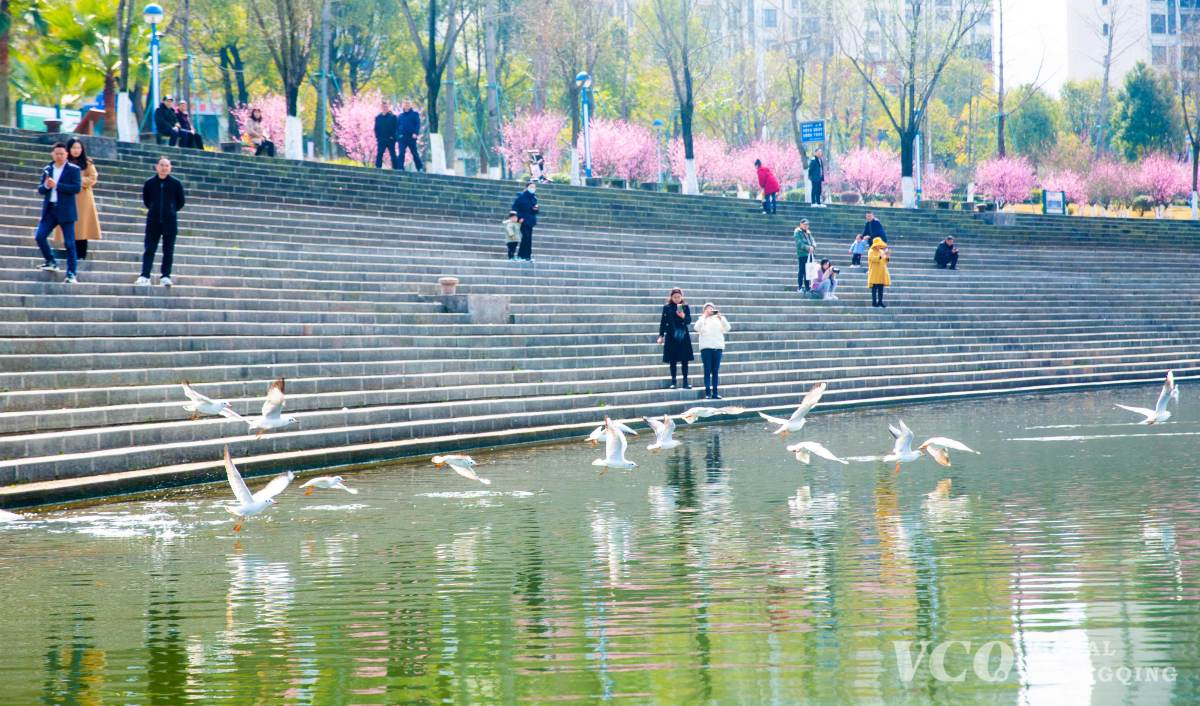 Resident take a stroll on the banks of Hanfeng Lake in Kaizhou District and watch the red-billed gulls dance on the water. Photo by Xiong Wei/Visual Chongqing