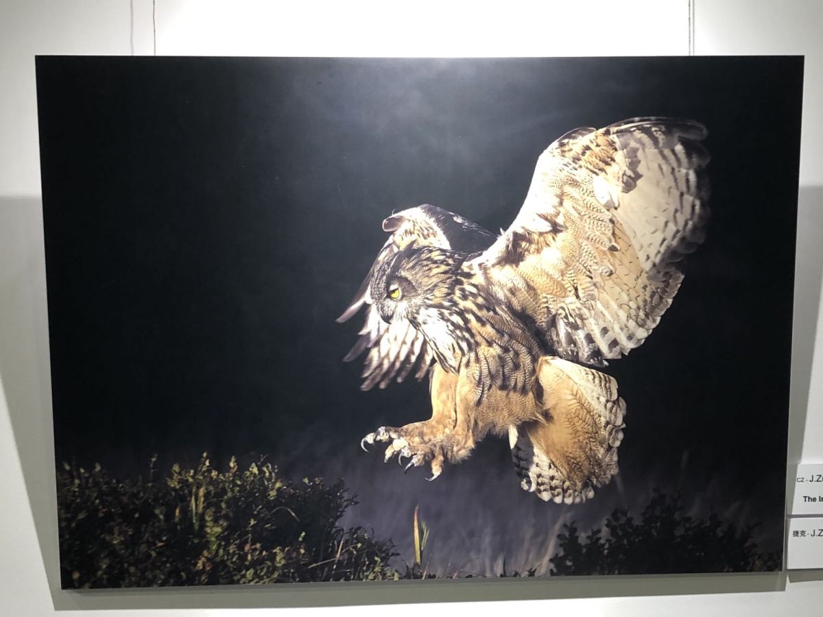 The Incoming Eurasian Eagile-owl by J. Zumr st. of the Czech Republic.