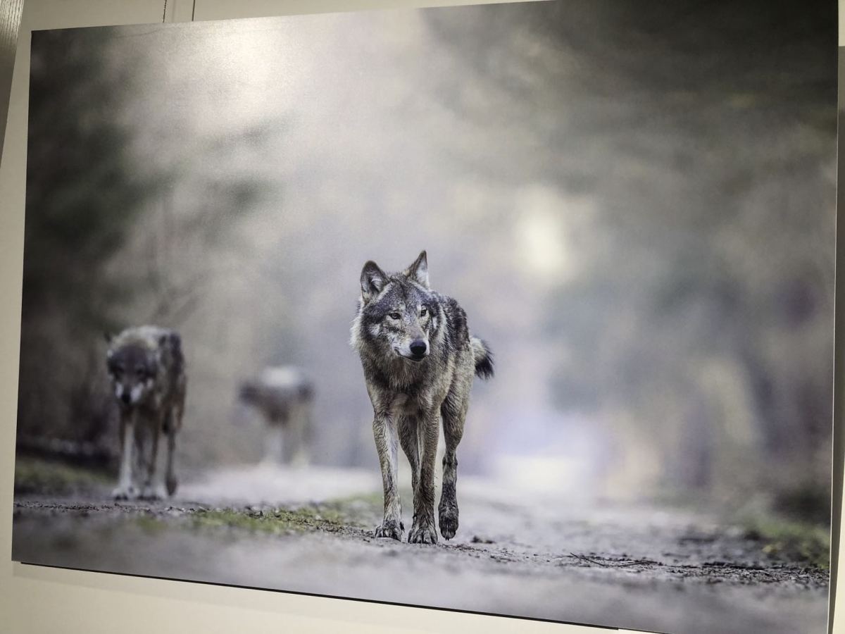 Wolves in the wilderness at the Białowieża Forest by Adam Buszko of Poland