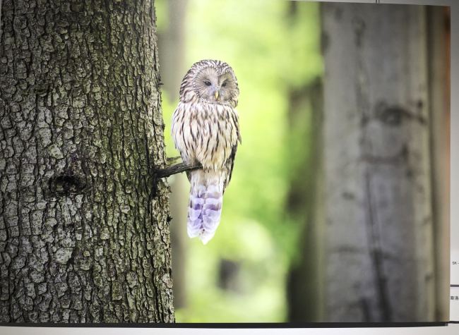 'Natural Treasures' European Photo Exhibition Highlights Natural Beauty in Chongqing