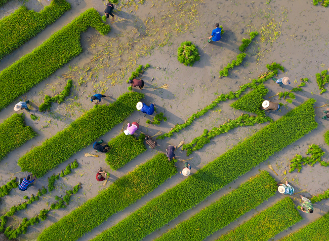 Visual Chongqing | Planting in April