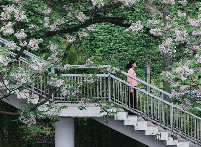 Visual Chongqing | Branches Full of Flowers