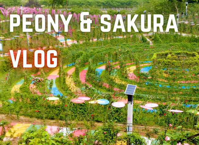 Spring Atmosphere Blooms inside Peony and Sakura World in Dianjiang | James' Vlog