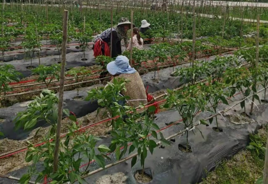 The project Re-growing of Peppers in Mountain Villages, launched by Chongqing Nanchuan Charitable Aid Service Center, is planned to be carried out from March 2022 to April 2023 with the support of the Chongqing Charity Federation.