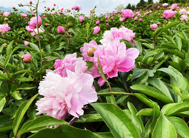 Peony Cutting and Picking Base Drives Rural Prosperity