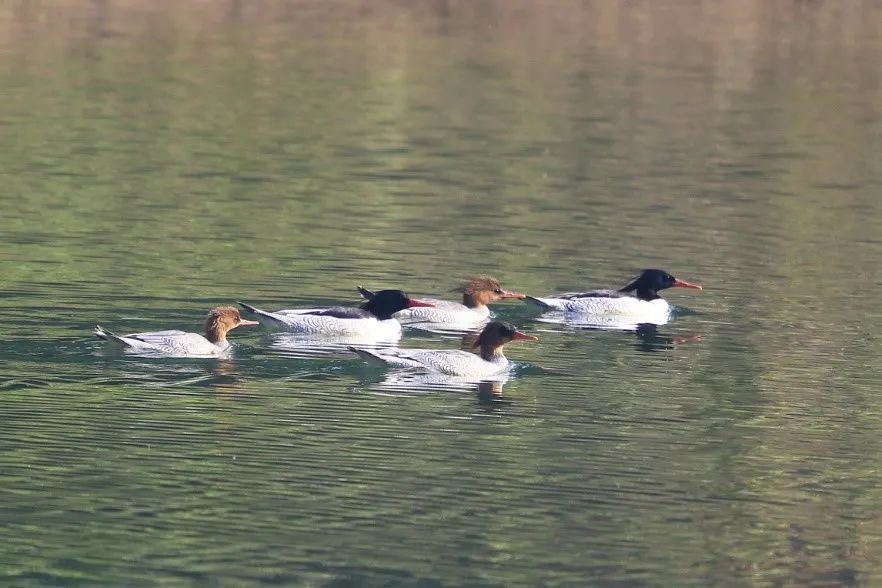 Chongqing, Home to 91 of China's Key Protected Bird Species | ichongqing