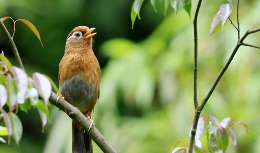 Chongqing, Home to 91 of China's Key Protected Bird Species
