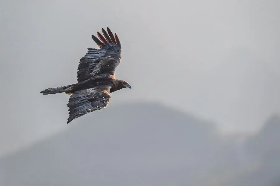 Chongqing, Home to 91 of China's Key Protected Bird Species | ichongqing