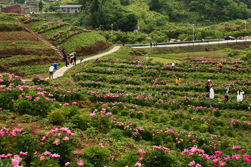 Flower Sea