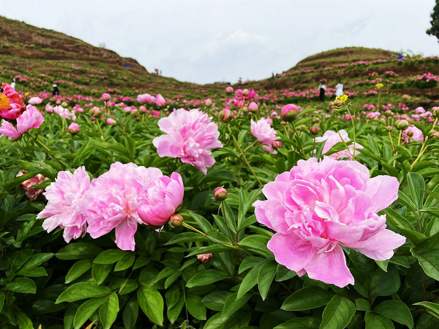 Flower Sea Dianjiang