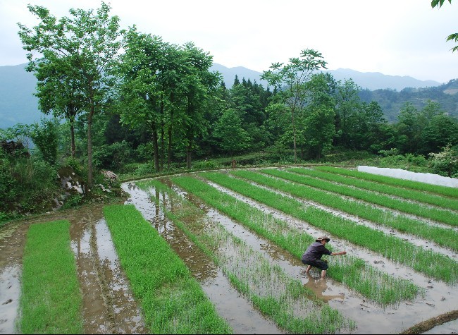 Internet Connecting Charity and Rural Revitalization in Chongqing