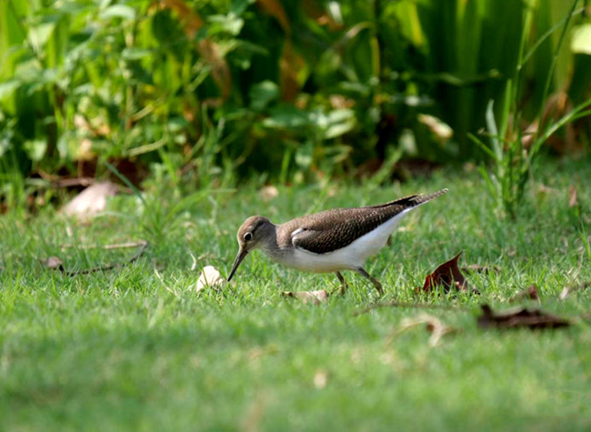 International Bird Loving Day | Protect Birds on Guangyang Isle
