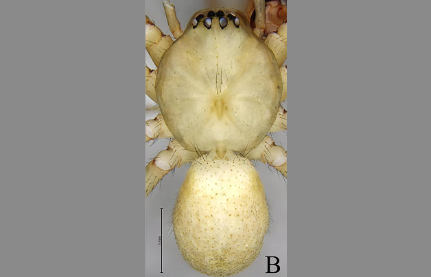 An Adorable Little Spider Found in Chongqing Wulipo National Nature Reserve
