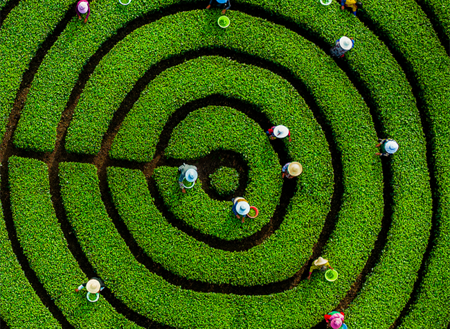 Visual Chongqing | Tea Plantation