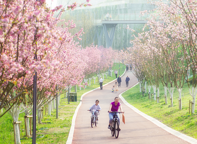 Visual Chongqing | Begonia Flowers