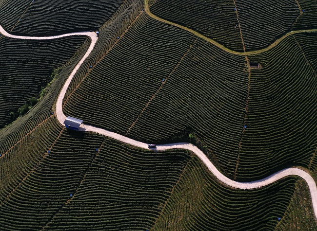 Visual Chongqing | Tea Plantation on the Cliff