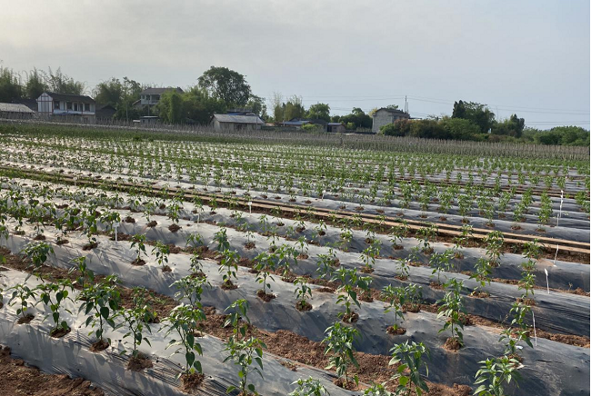 Chongqing Nanchuan to Relight Farmers' Hope for Pepper Growing丨Rural Revitalization