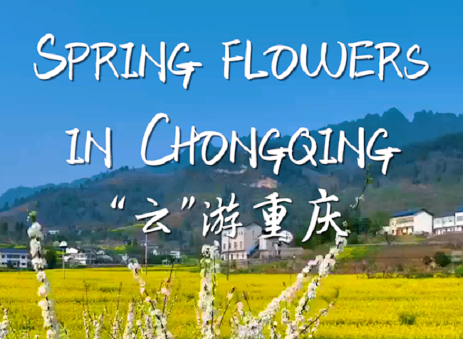 Best Time to Enjoy the Spring Flowers in Chongqing