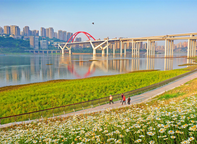 Visual Chongqing | Blossoms on the River
