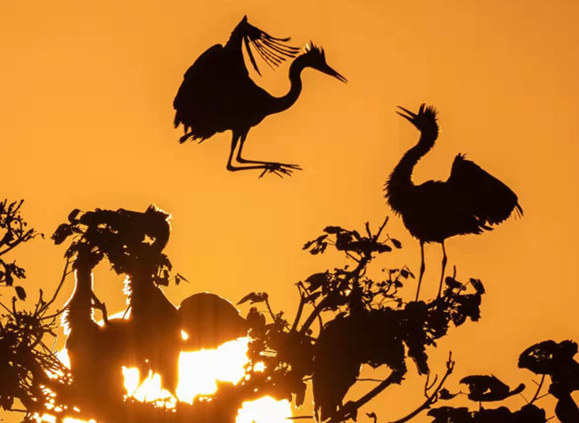 Visual Chongqing | Dance of the Egrets