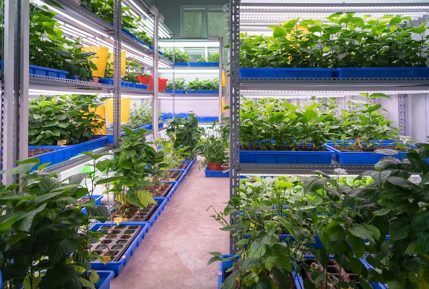A silkworm plant laboratory in Chongqing.
