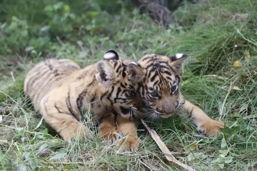 Good News! New Born Bengal Tiger Babies in Locajoy