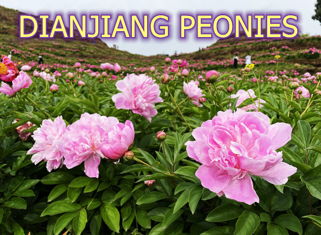 Experience Gorgeous Peony Flower Sea | James' Vlog