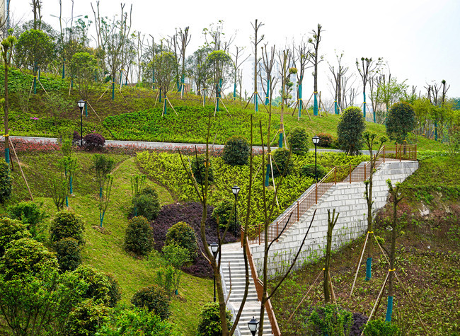 Amazing Liangjiiang Liren Park with its Pink Flower Cascade