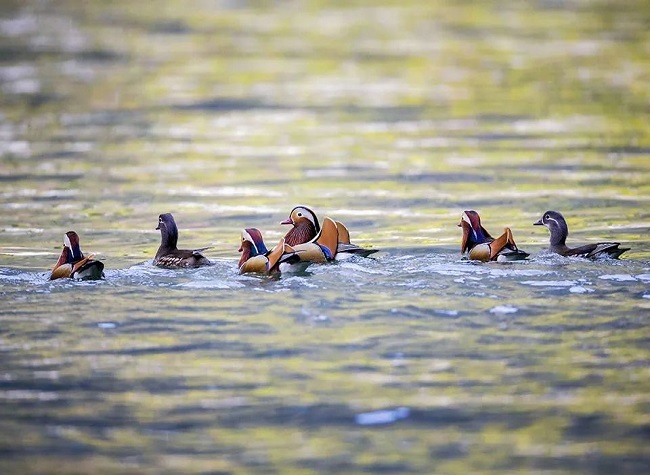 Ecological Restoration Turns Degraded Village into Thriving Tourist Site