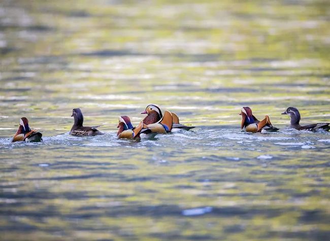 Upper Yangtze River City Builds Barriers for Ecological Protection