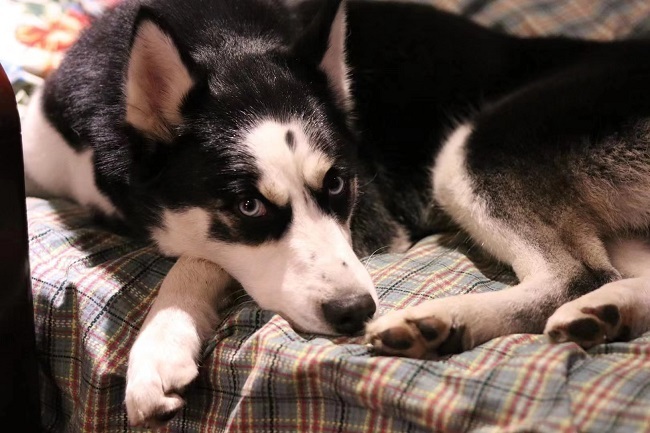 Booming Pet Economy Emerges for Young Chinese People