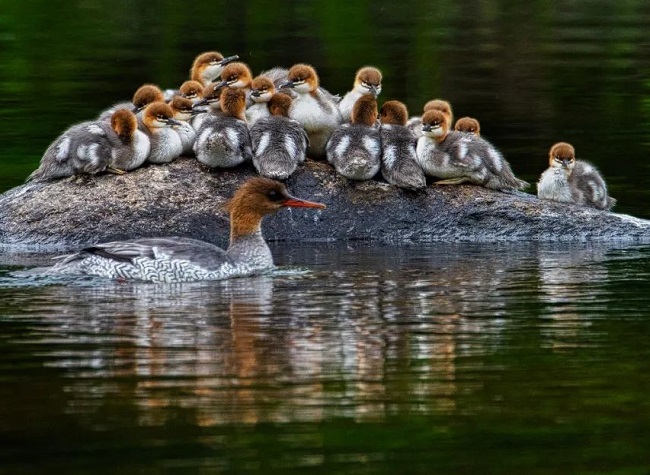 Chongqing Points the Way to Biodiversity Protection