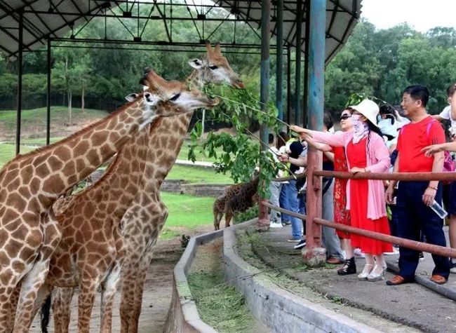 Picturesque Landscapes for a Leisurely Summer in Chongqing