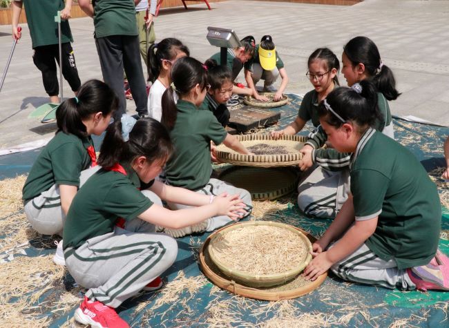 A Chinese Primary School Conducts Canola Seed Harvest Course