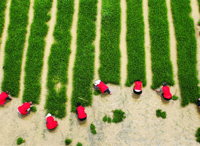 Visual Chongqing | Farming season