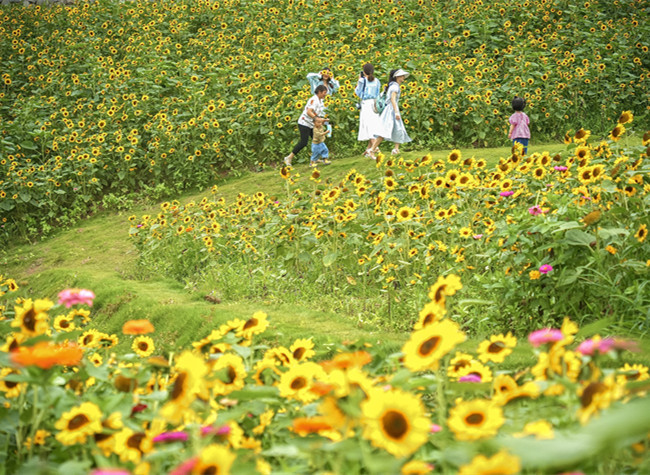 Visual Chongqing | The Flowers of Summer