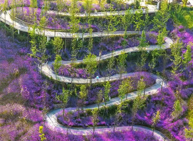 Visual Chongqing | The Bright Purple