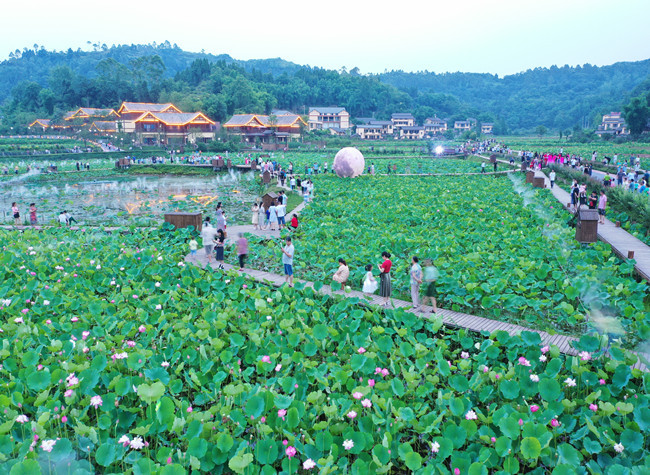 Visual Chongqing | Lotus
