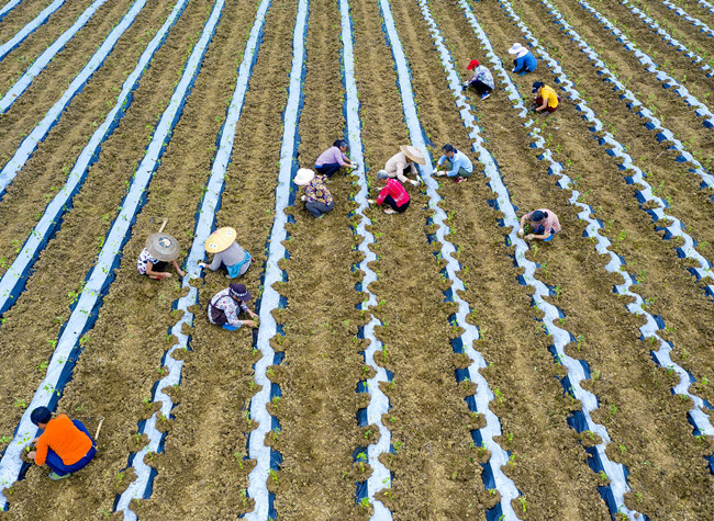 Two Projects in Chongqing Listed as Global Poverty Reduction Cases