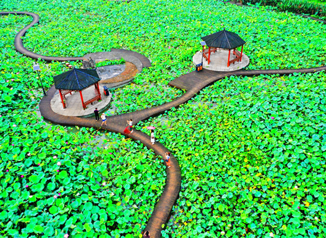 Visual Chongqing | Emerald Lotus Pond