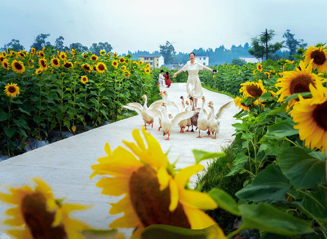 Visual Chongqing | New Vision of Countryside