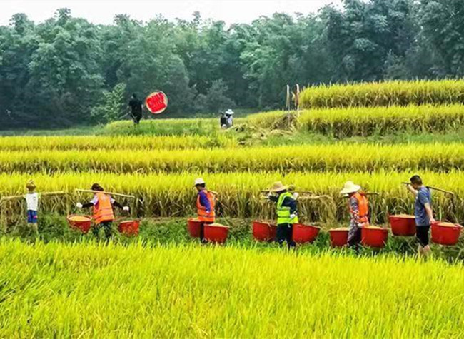 Precious Rice Planting in Yangtze River Huanghua Island