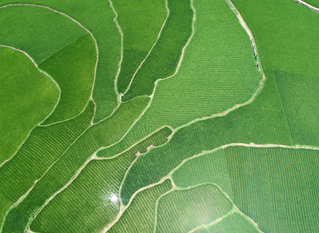 Visual Chongqing | Harvest Prologue